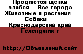 Продаются щенки алабая  - Все города Животные и растения » Собаки   . Краснодарский край,Геленджик г.